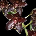 Grammatophyllum Pakkret Armada ‘Daimyo’ (mericlone) (4” pot)