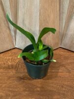 Grammatophyllum Pakkret Armada ‘Daimyo’ (mericlone) (4” pot) - Image 3