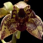 Grammothecopus Radziah Jelita ‘Long-Tail’ (3.5” pot)