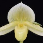 IN SPIKE - Paph. Maudiae Type Flower (3.5” pot)