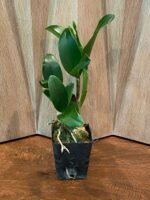 IN BUD - Pot. Burana Beauty (3.5” pot) - Image 2