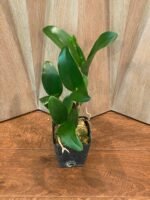 IN BUD - Pot. Burana Beauty (3.5” pot) - Image 3