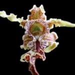 Dendrobium spectabile ‘Hossier’ x ‘Shorty’ x sib (4" pot)