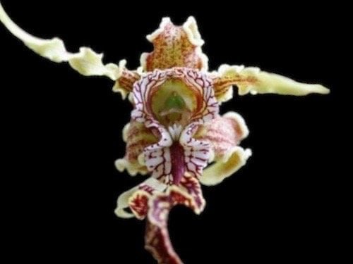 il_fullxfull.5133093073_b247.jpg Dendrobium spectabile ‘Hossier’ x ‘Shorty’ x sib (4" pot) - Image 1