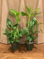 Dendrobium spectabile ‘Hossier’ x ‘Shorty’ x sib (4" pot) - Image 2