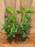 Dendrobium spectabile ‘Hossier’ x ‘Shorty’ x sib (4" pot) - Image 3