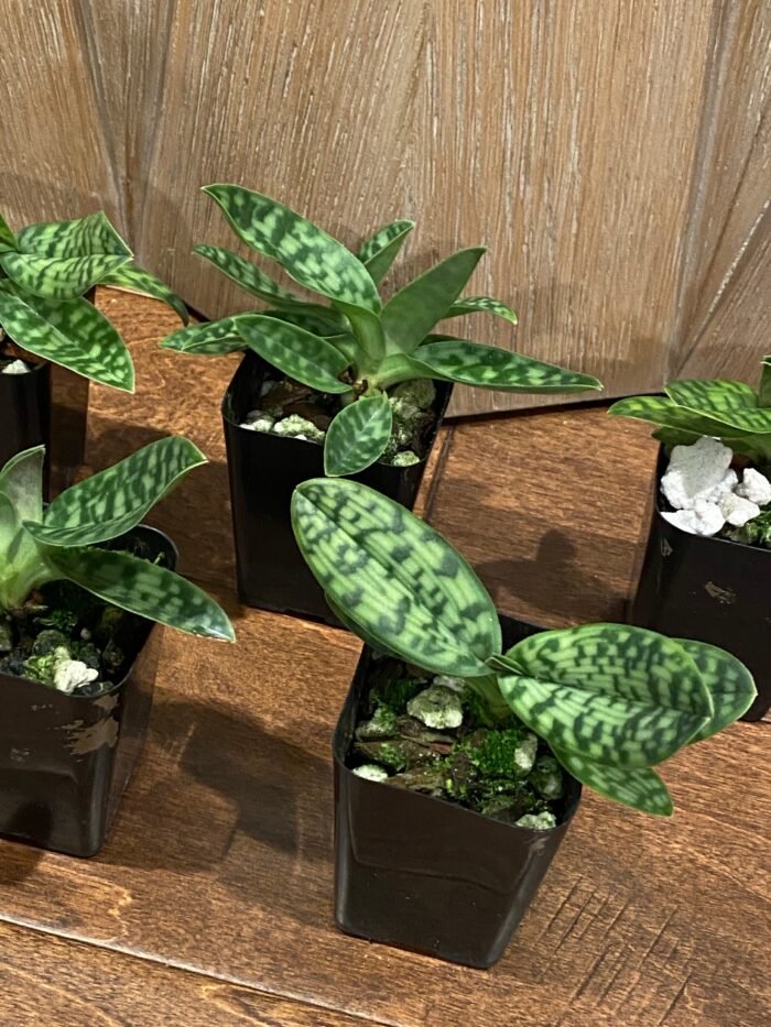 Paphiopedilum Shirley Amundson (2” pot) - Image 4