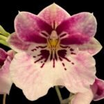 Miltoniopsis Princess Diana ‘Red Baron’ x Bertha Baker ‘Flortine’ (4” pot)