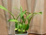 Prosthechea Green Hornet x Psh. Trulla (3.5" pot) - Image 4