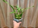 Prosthechea Green Hornet x Psh. Trulla (3.5" pot) - Image 6