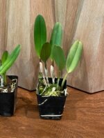 Rlc. Mariah Crawford's Merriment 'Volcano Red' (3.5" pot) - Image 5