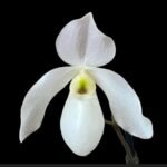 IN SPIKE Paph. Joseito ‘Z’ x delenatii alba ‘Germany’ (3.5” pot)