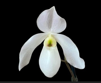 Paph. Joseito ‘Z’ x delenatii alba ‘Germany’ (BS, 3.5” pot)