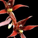 Paphina Majestic (herrerae x cristata) (3.5” pot)