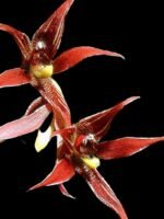 Paphina Majestic (herrerae x cristata) (3.5” pot)