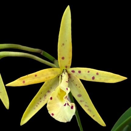 Cattleya Lost Tag (NOID, 3.5" pot)