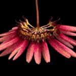 Bulbophyllum zamboangaense x self (2.5” pot)