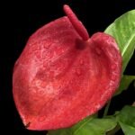 Rare - Anthurium scherzerianum (Dark Red) (4” pot)