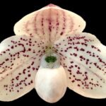 Paph. QF Riley (QF Mini x vietnamense) (BS, 2” pot)