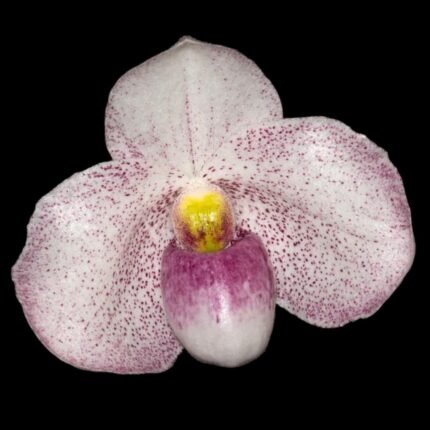 In Spike - Paph. SCBG Guanghua (delenatii Dunkel x Catherine Briois) (2” pot)
