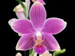 Phalaenopsis Golden Tangerine Ice (2 spikes, 3” pot)