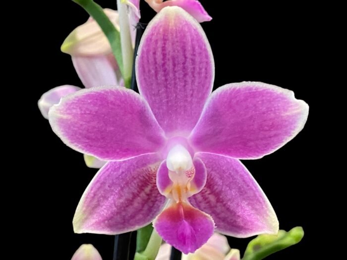 Phalaenopsis Golden Tangerine Ice (2 spikes, 3” pot) - Image 1