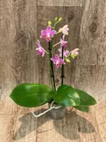 Phalaenopsis Golden Tangerine Ice (2 spikes, 3” pot) - Image 4