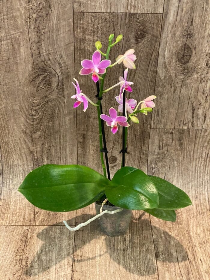 Phalaenopsis Golden Tangerine Ice (2 spikes, 3” pot) - Image 4