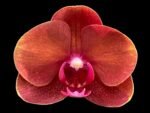 Phalaenopsis Dtps. Gan Lin Fortune
