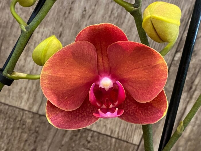 Double Spikes Phalaenopsis Dtps. Gan Lin Fortune (4.5" pot) - Image 2