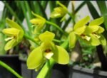 Cymbidium madidum ‘SB’ x self Fragrant Flowers (4” pot) - Image 2