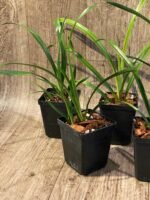 Cymbidium Ramble On Rose #5 (Very Warm Tolerant, 3.5" pot) - Image 4