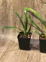 Cymbidium Ramble On Rose #5 (Very Warm Tolerant, 3.5" pot) - Image 6