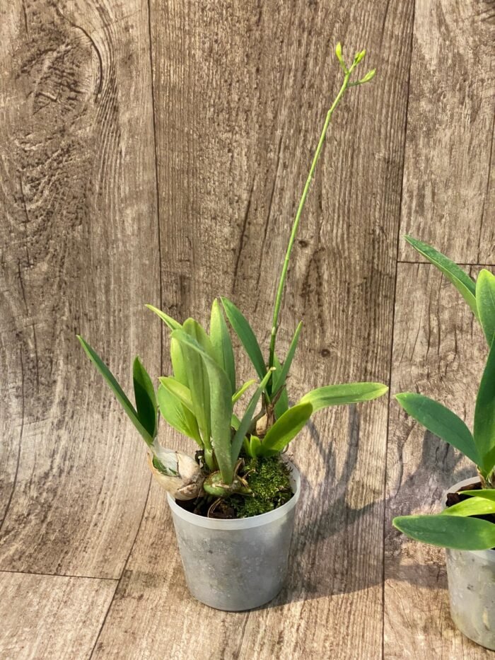 In Spike - Broughtonia sanguinea ‘Pink Moon’ × sanguinea 4N (3” pot) - Image 4