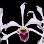 Laelia crispa ‘AWZ-USA’ x sib (3.5" pot)