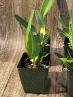 Laelia crispa ‘AWZ-USA’ x sib (3.5" pot) - Image 4