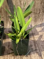 Laelia crispa ‘AWZ-USA’ x sib (3.5" pot) - Image 5