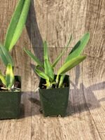 Laelia crispa ‘AWZ-USA’ x sib (3.5" pot) - Image 7