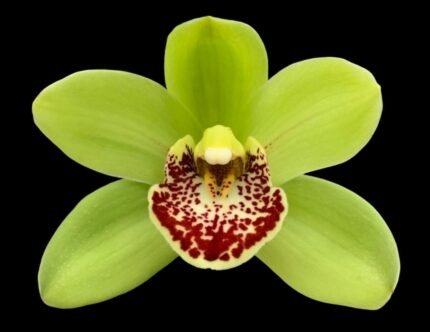 Cymbidium Wendy’s Emerald #1 (Cool Tolerant, 5" pot)