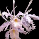 Cattleya maxima v. coerulea ‘Stevie Ray Vaughan’ x sib ‘Robert Johnson’ (3.5” pot)