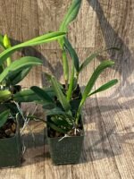 Cattlianthe Naranja En Flor (3.5” pot) - Image 5