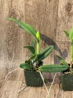 Cattlianthe Naranja En Flor (3.5” pot) - Image 6