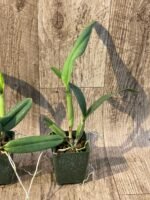 Cattlianthe Naranja En Flor (3.5” pot) - Image 7