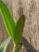 Potinara William Drumbeat #35 (4” pot) - Image 6