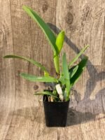 In Sheath - Cattleya labiata semi-alba ‘Orchid Eros’ x ‘September Mist’ (3.5” pot) - Image 2