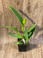 In Sheath - Cattleya labiata semi-alba ‘Orchid Eros’ x ‘September Mist’ (3.5” pot) - Image 3