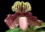 Paph. henryanum (Bengal Tiger x Jumbo) x leucochilum ‘Red’ (2-3 Growths - 2” pot)