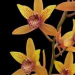 Cymbidium Pakkret Sunrise ‘#2’ (mericlone) (4” pot)