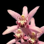 Cymbidium Chuleewon’s Christmas ‘#1’ (4” pot)