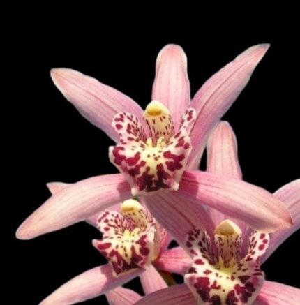 Cymbidium Chuleewon’s Christmas ‘#1’ (4” pot)